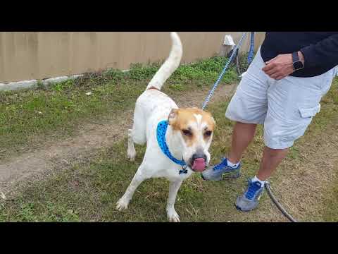 Jax, an adopted Akita & Labrador Retriever Mix in Bandera, TX_image-1