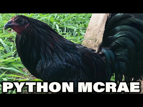 HAWAII !! Beautiful Black Birds McRae PYTHON FARM - Farm Visit USA