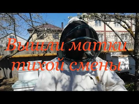 Вышли матки тихой смены