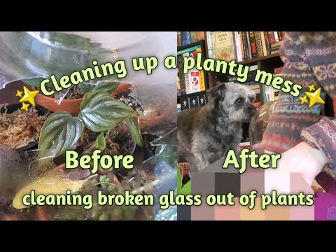 💚 Cleaning a planty mess 💚 Broken terrarium clean up