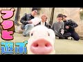 Snow Man【可愛いブタちゃんと触れ合い】そこには癒し愛しかない🐷