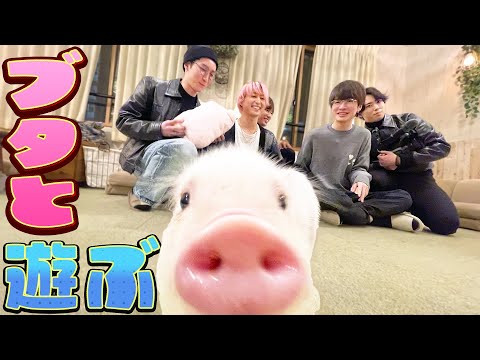 mipig cafe 目黒店
