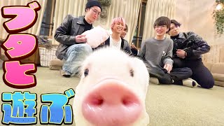 Snow Man【可愛いブタちゃんと触れ合い」そこには癒し愛しかない