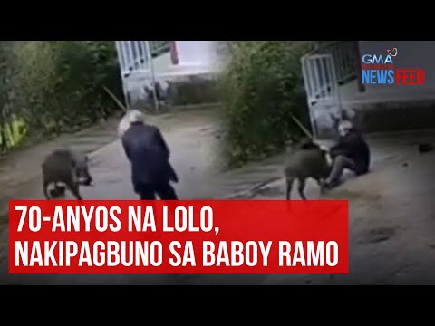 70-anyos na lolo, nakipagbuno sa baboy ramo GMA Integrated Newsfeed