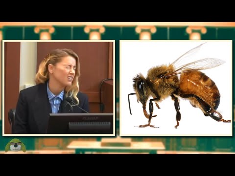 My Dog Stepped on a Bee, my Bee Stepped on a Dog - Amber Heard 🐕🐝 | Tobi Notes