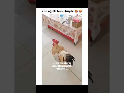 Kim eğitti ki ? #horoz #alarm #eğitim #komik #komikvideo