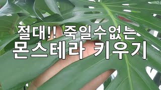 절대!! 죽일수없는 몬스테라 키우기