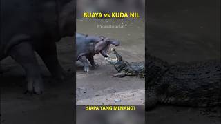 Download lagu Crocodile vs Hippo | Who Wins? #crocodile #hippo #crocodile mp3 Download lagu Crocodile vs Hippo | Who Wins? #crocodile #hippo #crocodile mp3