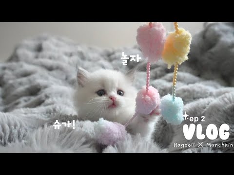 아기 고양이와 함께하는 포근한 일상