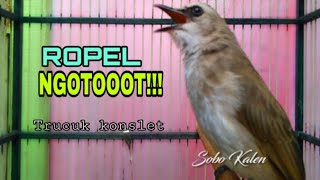 Download lagu Trucukan gacor ropel NGOTOOOT!!! mp3