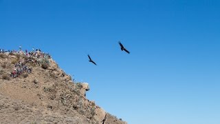 preview picture of video 'Condors at Colca Canyon - Peru'