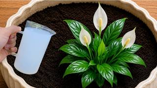 1 Cup a Week! Hundreds Of Flowers Bloom All Year Long Without Fading!