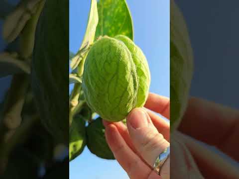 OX BAGS BY THE THOUSANDS! Exotic plants