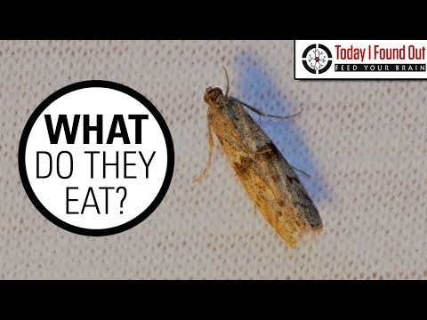 download lagu mp3 mp4 How Do Moths Form, download lagu How Do Moths Form gratis, unduh video klip How Do Moths Form