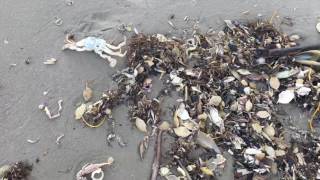 Tens of thousands of dead crab wash up on south Texas beach.. Strange - ORIGINAL VIDEO