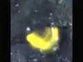 Legendary Pictures And The Toho Kingdom Presents Godzilla Fan Made Teaser Trailer