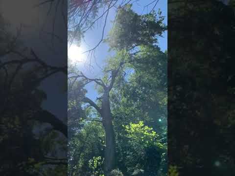 Tree Tech Arb & Forestry Services Ltd video.