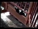 The Funniest Cat Video's There Are