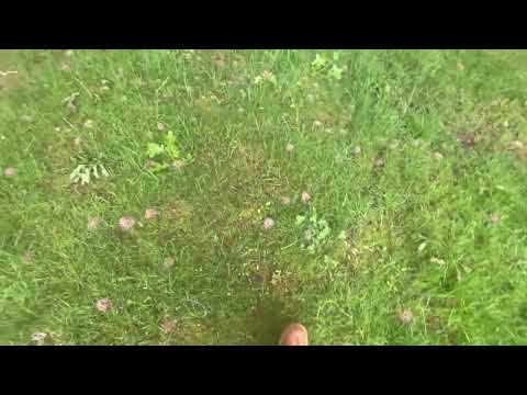 A Community of Digger Bees Found in the Backyard in Rumson, NJ