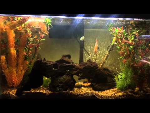 Discus Fish Tank with Blackwater Extract