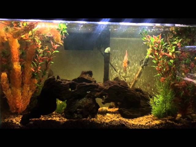 Discus Fish Tank with Blackwater Extract