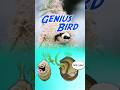 Cape Penduline Tit Birds That Build Nests With Genius