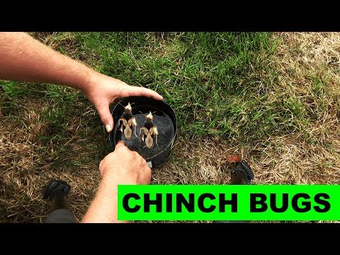 image-What do chinch bug nymphs look like?