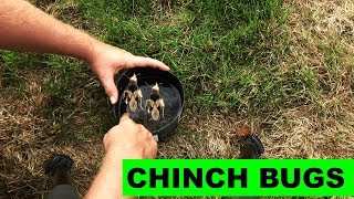How to detect and kill chinch bugs in the lawn