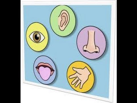 Five 5 Senses Human Body- -Part 1-kindergarten,preschool,toddlers