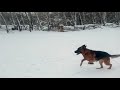 ПОИСК. Отработка поисковой реакции. Найти свою вещь. ПОИСК. Отработка поисковой реакции. Найти свою вещь.