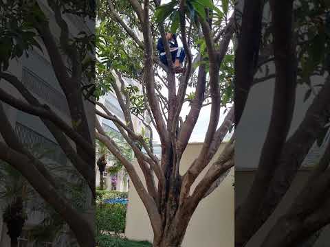 Árvore na cidade grande! #capital #saopaulo #crianças #dicas #infanciafeliz