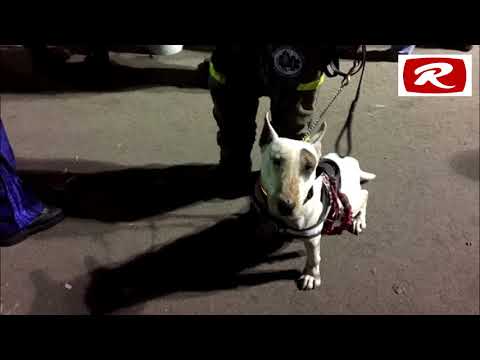 MI QUERIDO LORD...Lord, de los pocos bull terrier de rescate en México:  Infobae