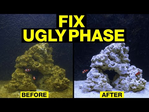Top 10 Fixes to Turn the Nasty, Brown Stage of Your Saltwater Tank Cycle Around!