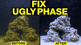 Top 10 Fixes to Turn the Nasty, Brown Stage of Your Saltwater Tank Cycle Around!
