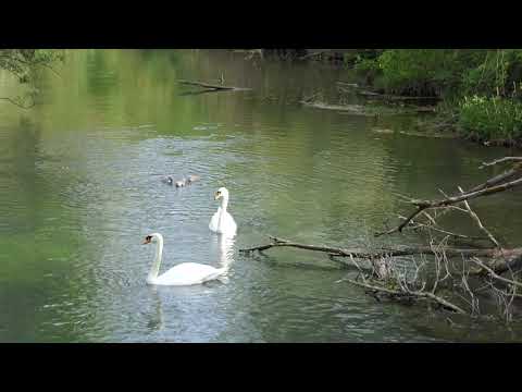 Schwanenfamilie an der Blau in Blaustein