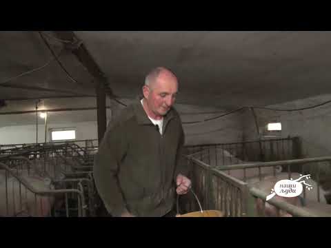 Naši ljudi - Milivoje Stevanović iz Dudovice  - tradicija uzgoja svinja duga 40 godina