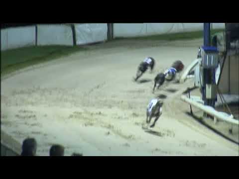 ROMFORD PUPPY CUP - HEAT 5 - T3 ROXHOLME NIDGE (TR)