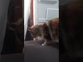 Ngintip Sek Cutelifeshorts Catmeow Short Catvideos Kucinglucu Kucing Pecintakucing