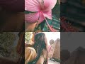 Song