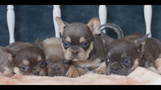 Video preview image #1 French Bulldog Puppy For Sale in GORDONVILLE, PA, USA