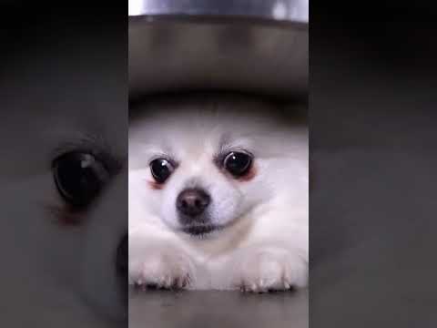 #puppy #petsrule #cuteanimal #dog #cute #cutedog #funny #dogcute #cutepuppy #pug #funnypuppy