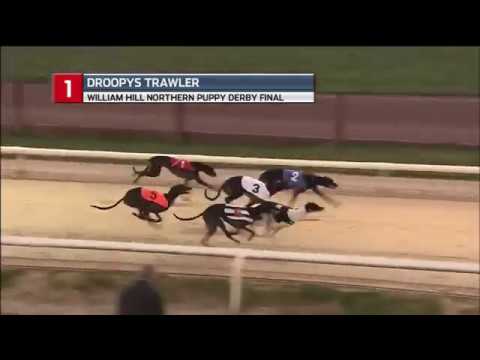 2018 WILLIAM HILL NORTHERN PUPPY DERBY FINAL - T1 DROOPYS TRAWLER