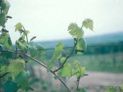 Grape Buds - Grape Video #3