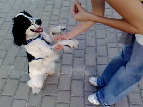 COCKER BALU SHOW 20 SEG