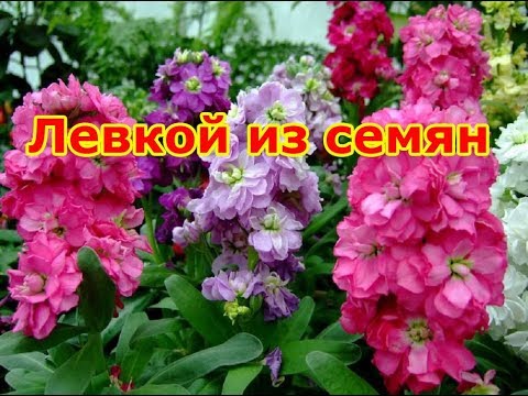 Выращиваем левкой из семян