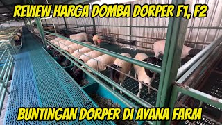 Download lagu REVIEW HARGA DOMBA DORPER F1, F2, DAN BUNTINGAN DORPER FB DI AYANA FARM KEDIRI mp3