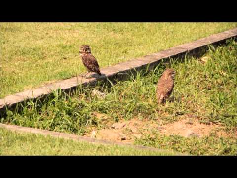 As Corujinhas Buraqueiras da uff