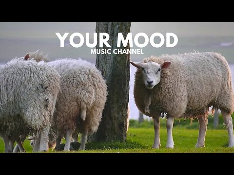 Daniel Gunnarsson - Enough to Get By (Acoustic/Relaxing)