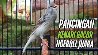 Download lagu Suara Burung Kenari Gacor! untuk Pancingan Kenari Muda Belajar Bunyi Langsung Bunyi! mp3