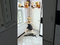 ️ Ballerina Cappuccina WAS NOT SLEEPING Italianbrainrot Annaanimation